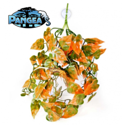 Pangea Plants - Orange
