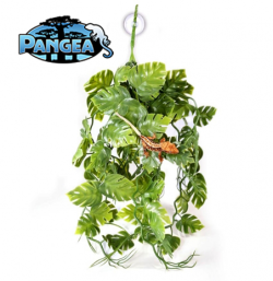 Pangea Plants - Green