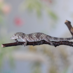 Eurydactylodes Symmetricus...