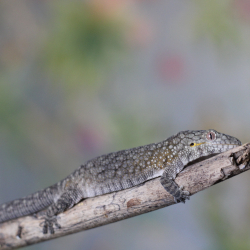 Eurydactylodes Viellardi...