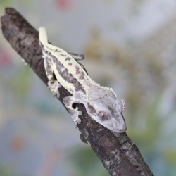 Frappuccino Crested Gecko