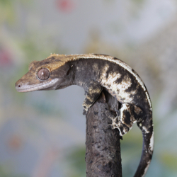 Cappuccino Tri Colour...