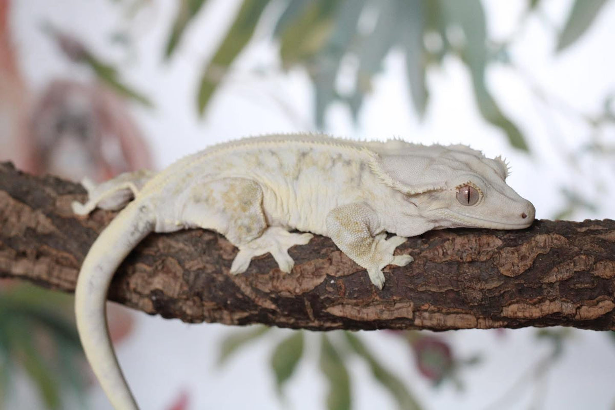 Lily White Crested Gecko: The Complete Guide to This Stunning Morph