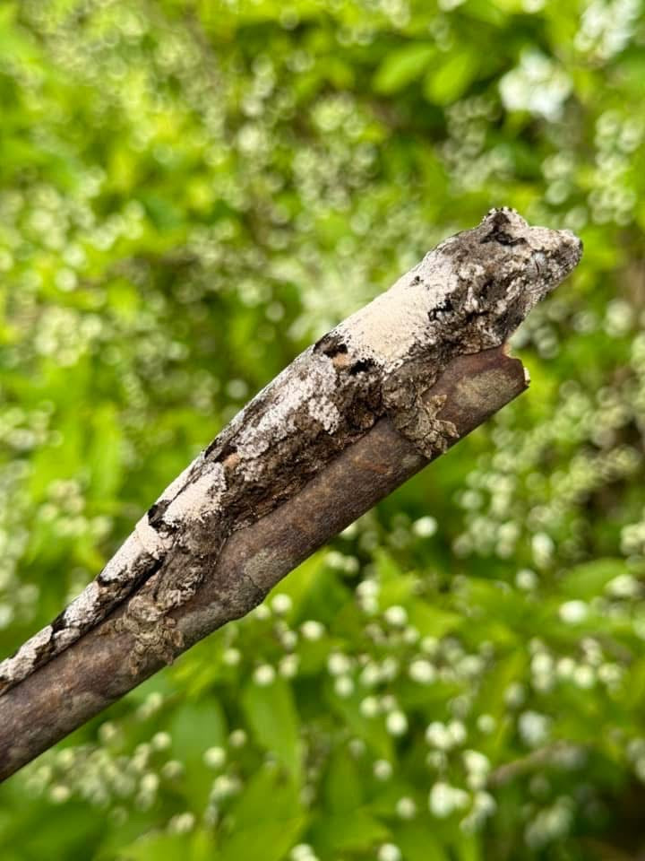 The Pine Island Chahoua Gecko