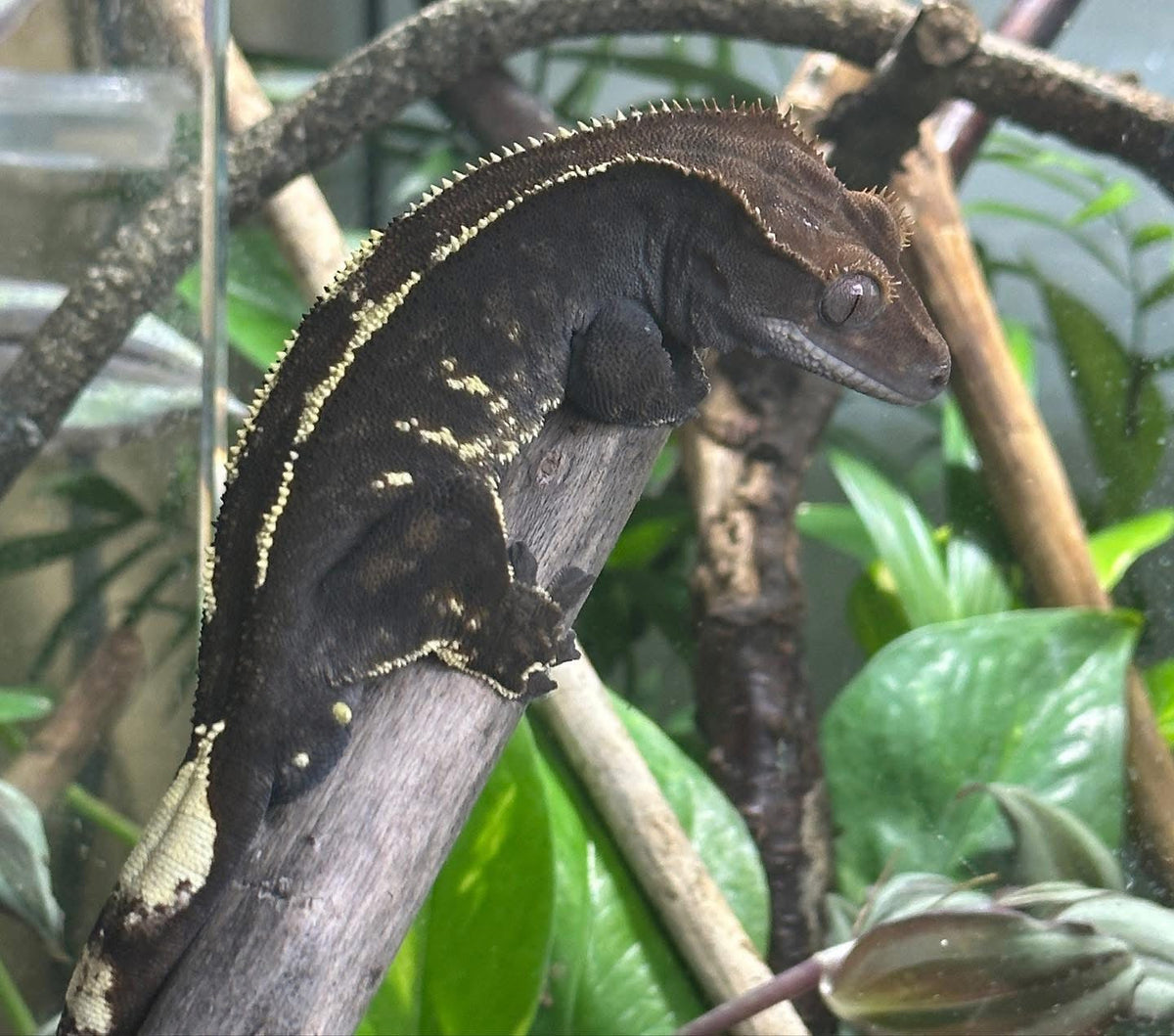 Cappuccino Crested Gecko: Genetics, Appearance, and Breeding