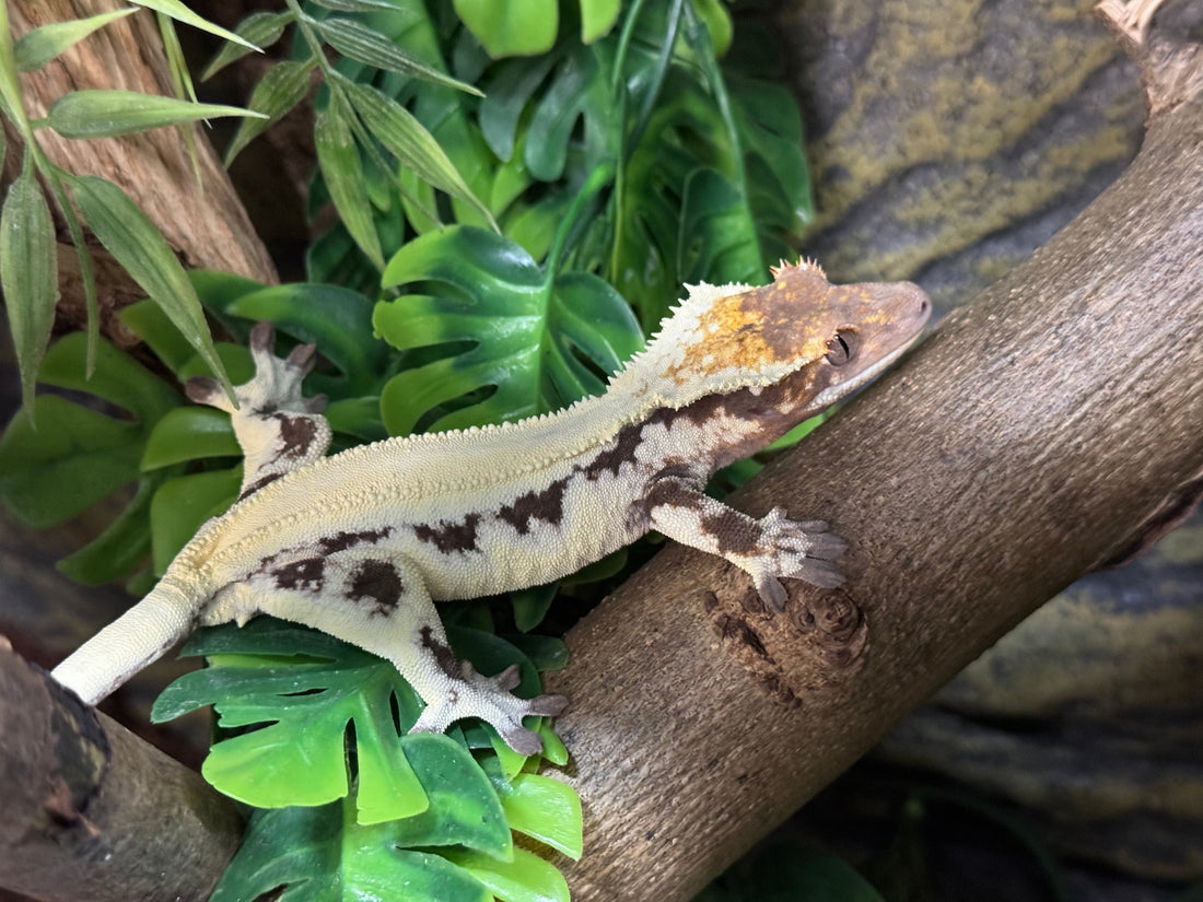 Meet the Crested Gecko