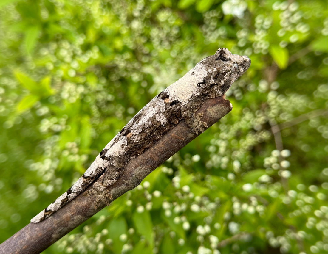 Meet the Chahoua Gecko