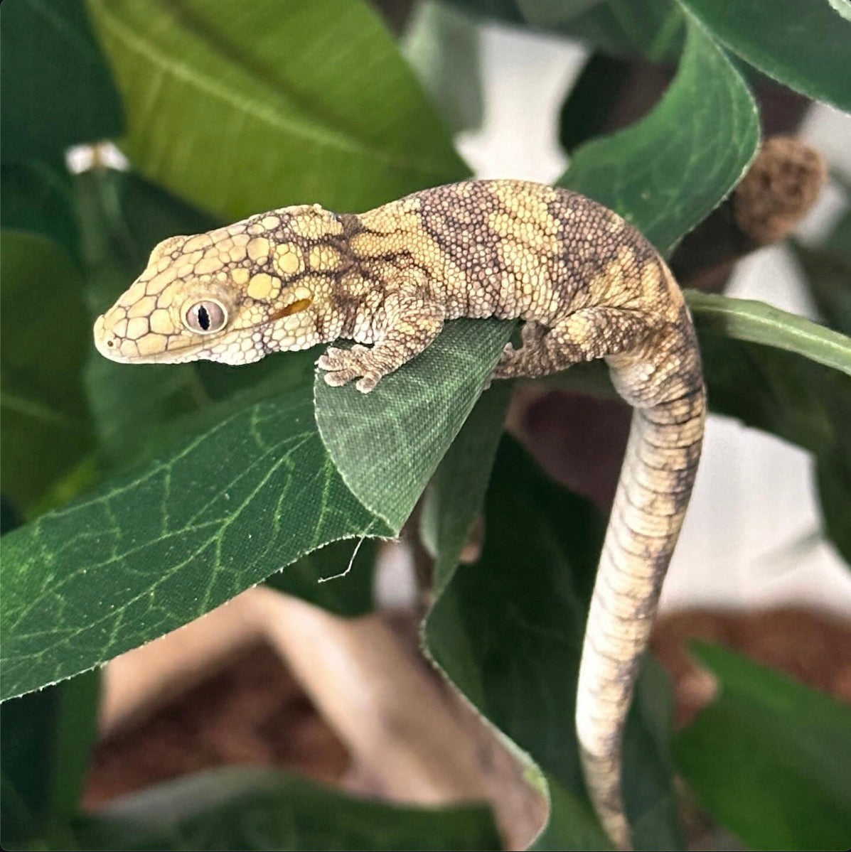 Eurydactylodes Geckos