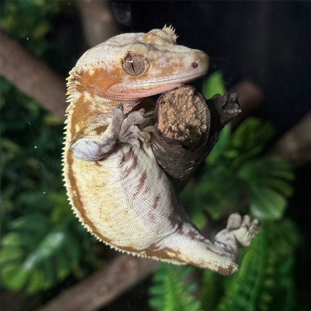 Crested Geckos