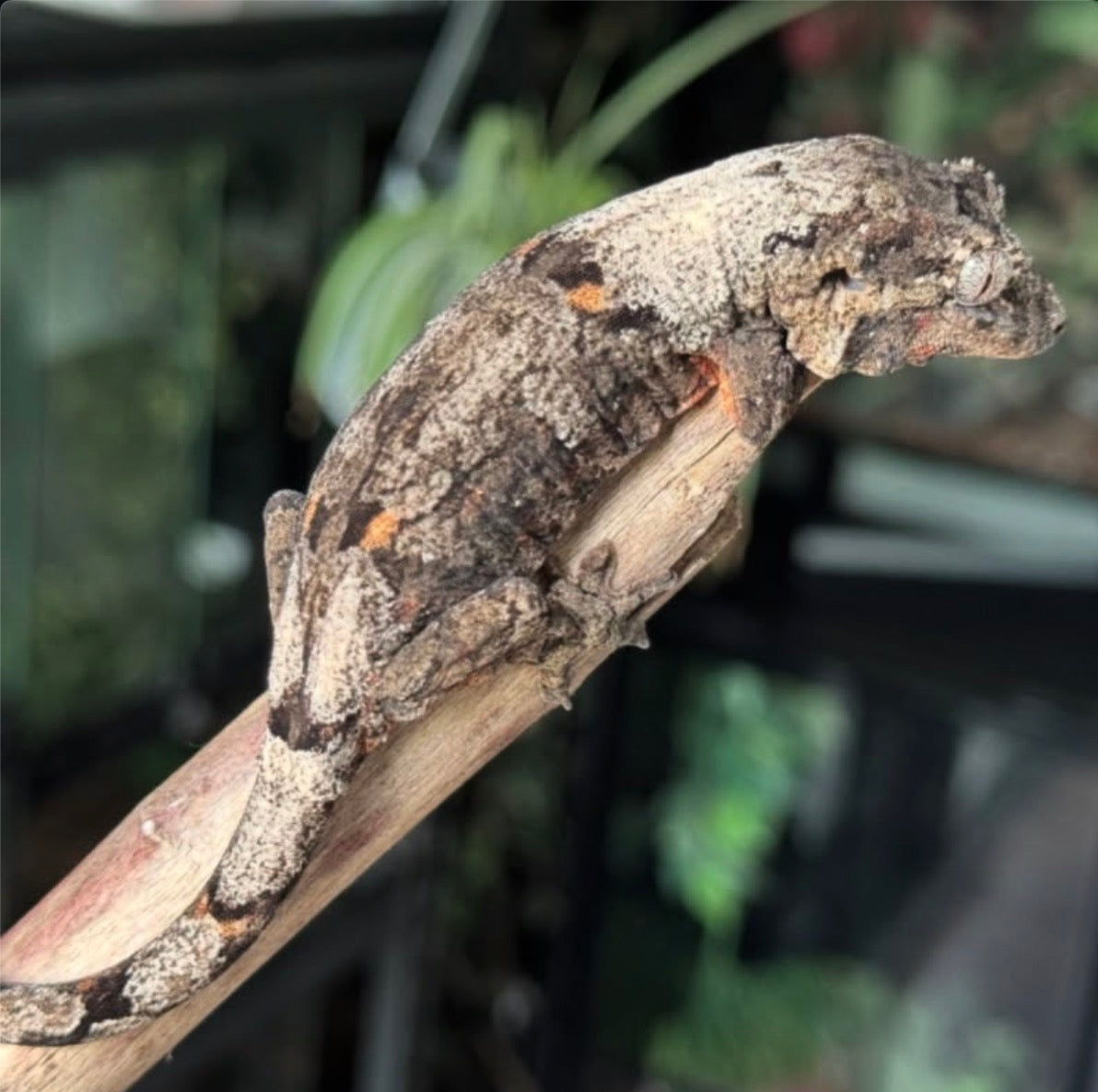 Chahoua Geckos